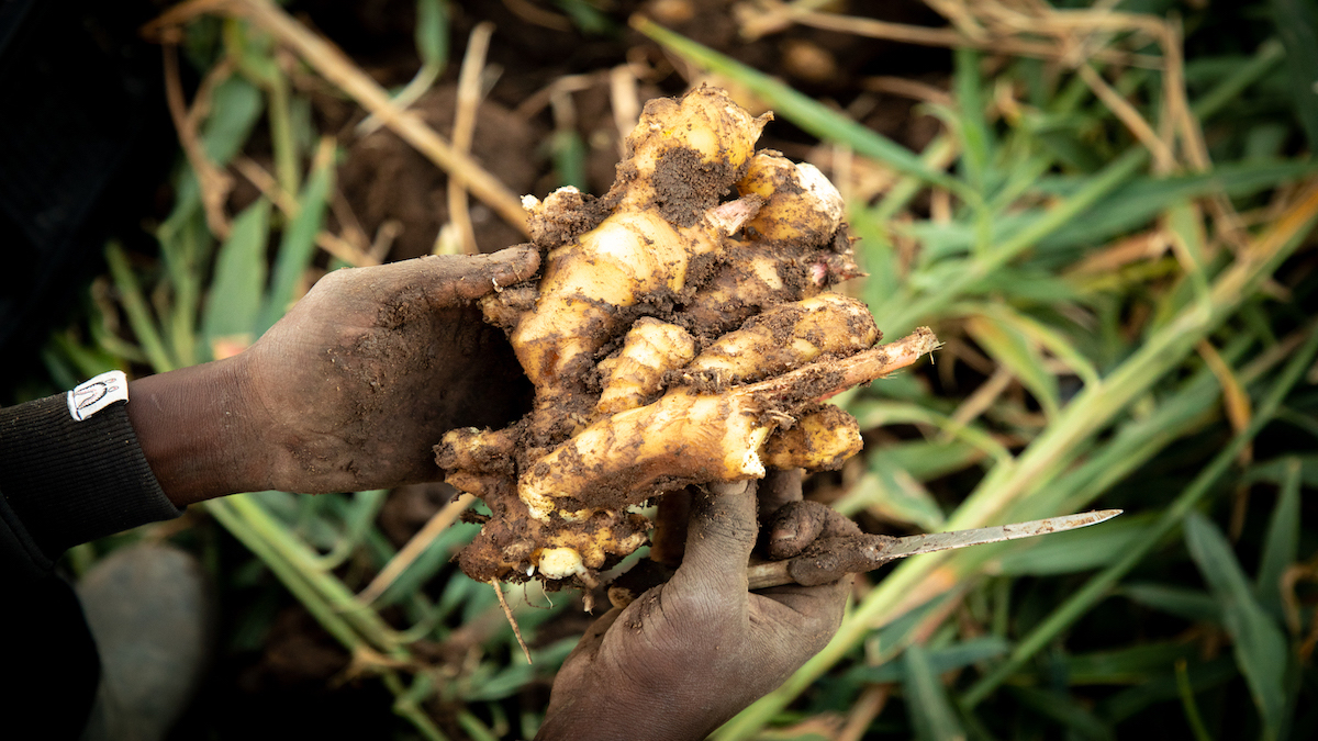 The Ultimate Guide to Ginger in Traditional Medicine