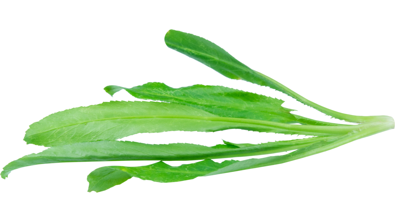 Culantro