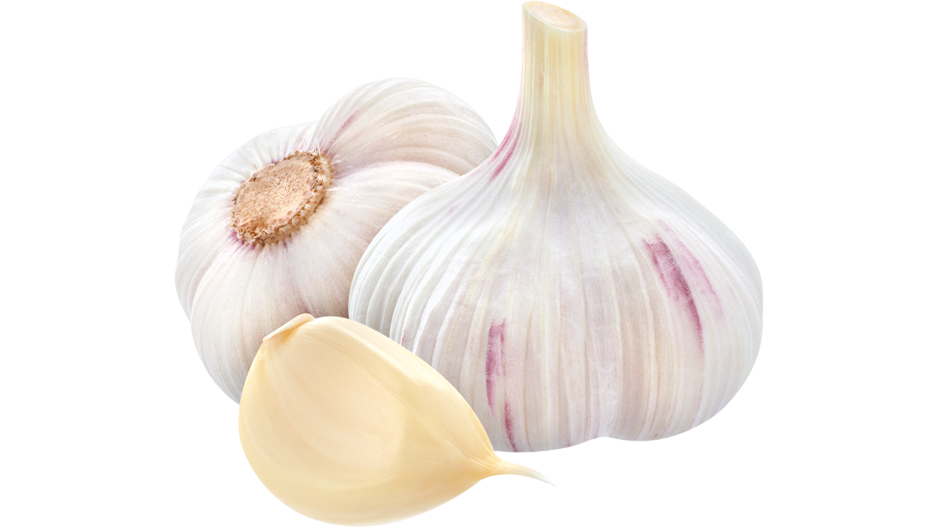 Garlic