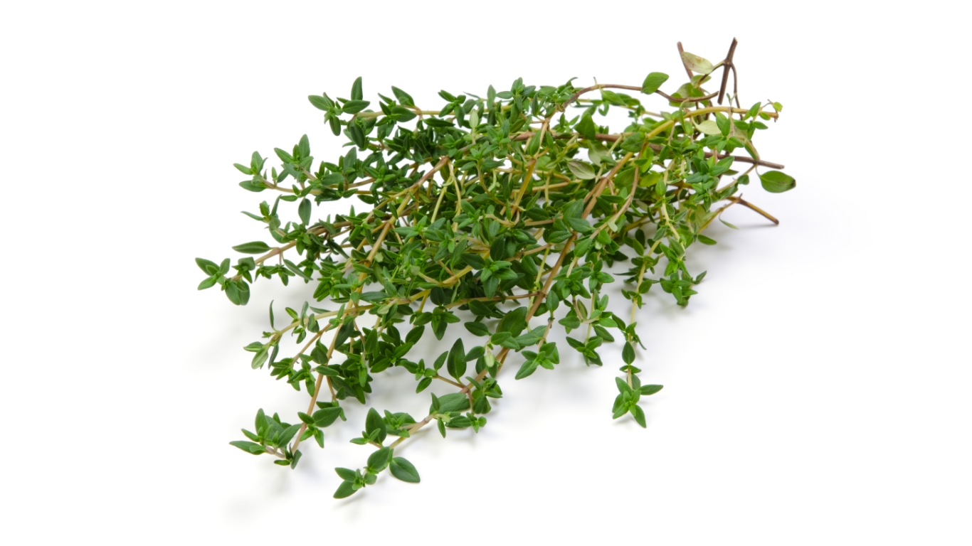 Jamaican Thyme